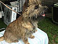 About the Cairn Terrier