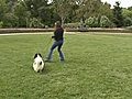 How to Walk Your Dog on a Loose Leash
