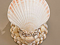 Shell Sconce