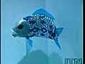 Robot Fish