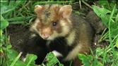 Meet the Grand Hamster of France