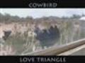 Cowbird Love Triangle