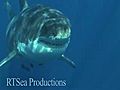 SharkDiver.Com-Isla Guadalupe Great White