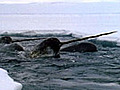 Narwhals