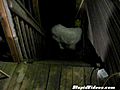 Dog Conquers Stairs Backwards