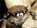 White Nose Syndrome affecting North American bats