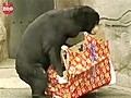 Bear Opens Christmas Presents