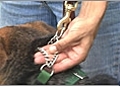 Dog Training - How to Use a Slip Collar