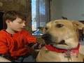 [Video] Special dogs help autistic kids