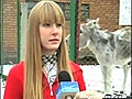 Donkey Interrupts Interview