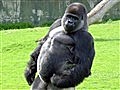 Weird News - Look Ma,  No Hands! Gorilla Walks On Hind Legs