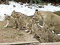 National Zoo shows off lion cubs