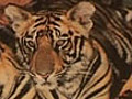 Nepali workshop to save wild tigers