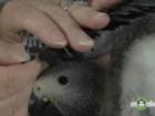 Bird Care Guide - How to Clip Wings
