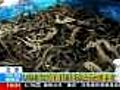 Seahorses seized at Beijing airport