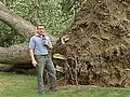 Strong Winds Drop Trees Along Lakeshore