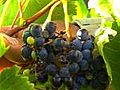 French Wine Producers Feel the Pinch