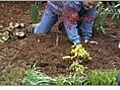 Plant a Tree - Mulching Your Tree