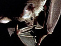 Vampire Bat vs. Wrinkle Bat