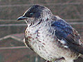 Purple Martin Birds