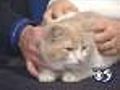 'Rocky' - Adult Male - #A04304722