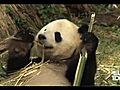 Possible Giant Panda pregnancy at National Zoo