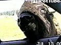 Bison Drive-Thru