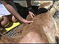 How to Shave an Alpaca 瘋行美國: 羊駝剪毛記