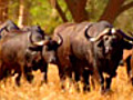 Buffalo Parade