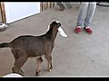 Goat Learns How To Jump