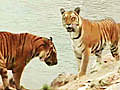 The tiger census: Counting right?