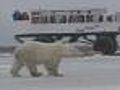 New Impact For Polar Bears After Arctic Visit