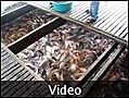 Fish farm - Can Tho, Vietnam
