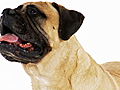 Dogs 101: Bullmastiff