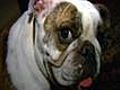 US News - Missing Bulldog Found