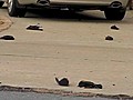 9RAW: Dead birds rain on US town