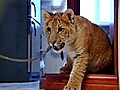 Liger lives in Russian apartment
