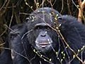 Amazing Footage Shows Chimps Grieving