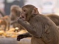 Monkeys terrorize Obama’s India trip