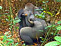 Mating Gorillas