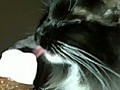 Pets Love Ice Cream Too!