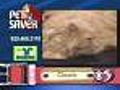 10/6 Petsaver: 8-Yr Old Longhair Chewie