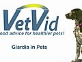 How Pets Become Exposed to Giardia