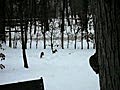 雪地中追逐的松鼠們