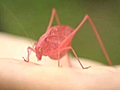 Rare &quot;pink&quot; katydid found in Springfield Township