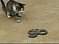 Chat VS Serpent