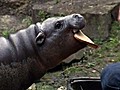 Paul The Baby Hippo