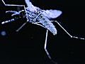 Local company develops laser to kill mosquitoes