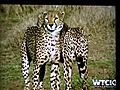 Series (Part 1):Toki and Sambu:Story of Two Cheetah Orphan Cubs