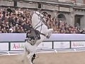 Acrobatic Horses